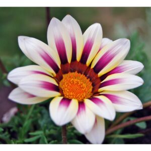 Gazania