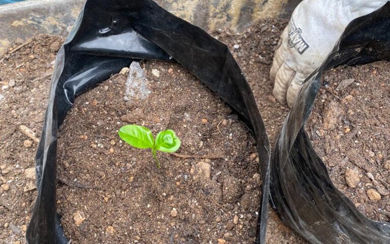 Read more about the article 15 Unique and Uncommon Uses for Lemons