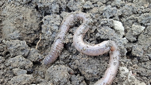 Read more about the article The Importance of Worm Farming in your Back Garden