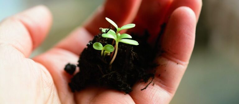 Read more about the article Biochar for Soil.  What is it and what are the benefits?