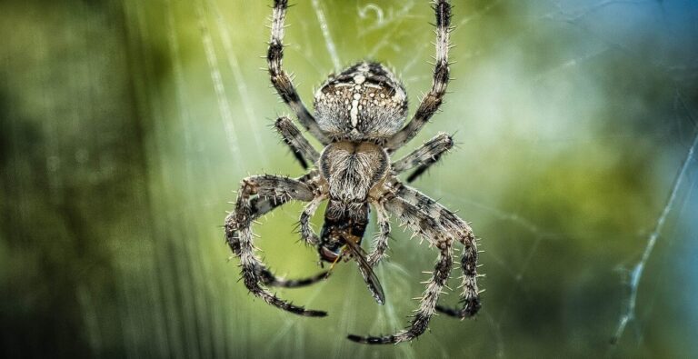 Read more about the article 10 Beneficial Insects to Encourage in Your Garden