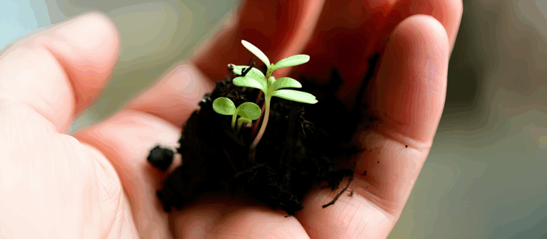 Read more about the article How to Grow Your Own Superfoods