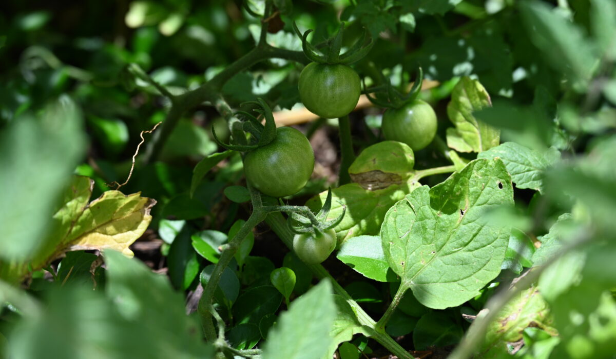 Starting Your Own Back Garden Farm
