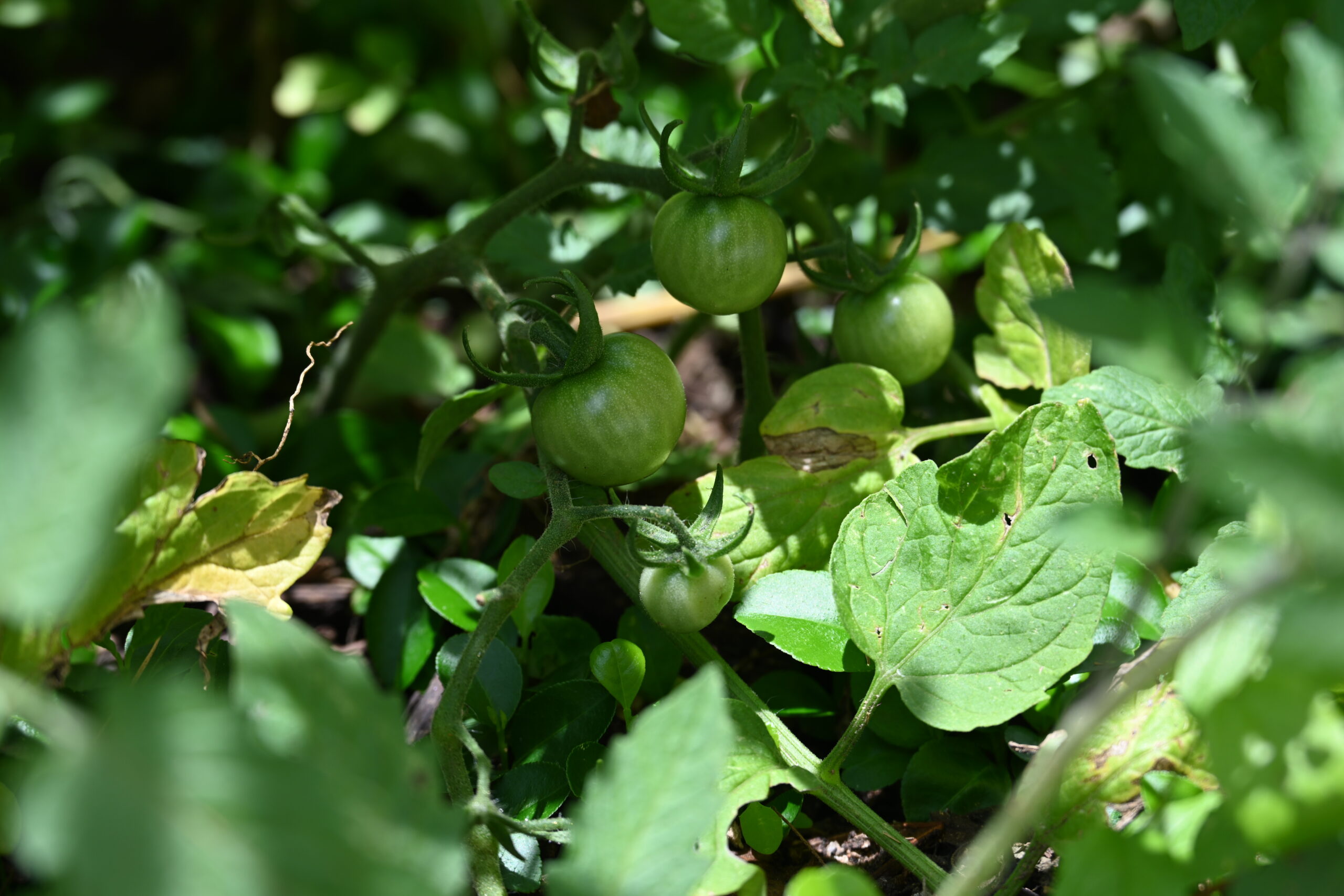 Read more about the article Starting Your Own Back Garden Farm